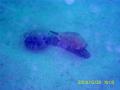 20081229-02-06.jpg