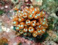 Clavelina diminuta 002