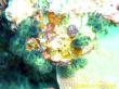 Sigillina signifera_001