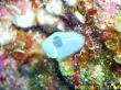 Clavelina cyclus_001