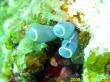 Clavelina cyclus_004