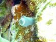 Clavelina cyclus_003