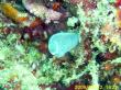 Clavelina cyclus_002