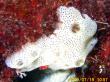 シロヒスイシトネボヤ lissoclinum perforatum_0009
