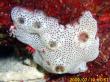 シロヒスイシトネボヤ lissoclinum perforatum_0010
