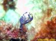 20090809_AAA_05.jpg