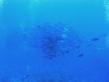 2010_05_24_A_07.jpg