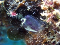 2013_10_13_A_09.jpg