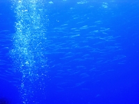 2013_11_16_A_01.jpg