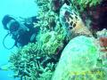 img_cache_dc_4827324_1_1222525261_jpg.jpg